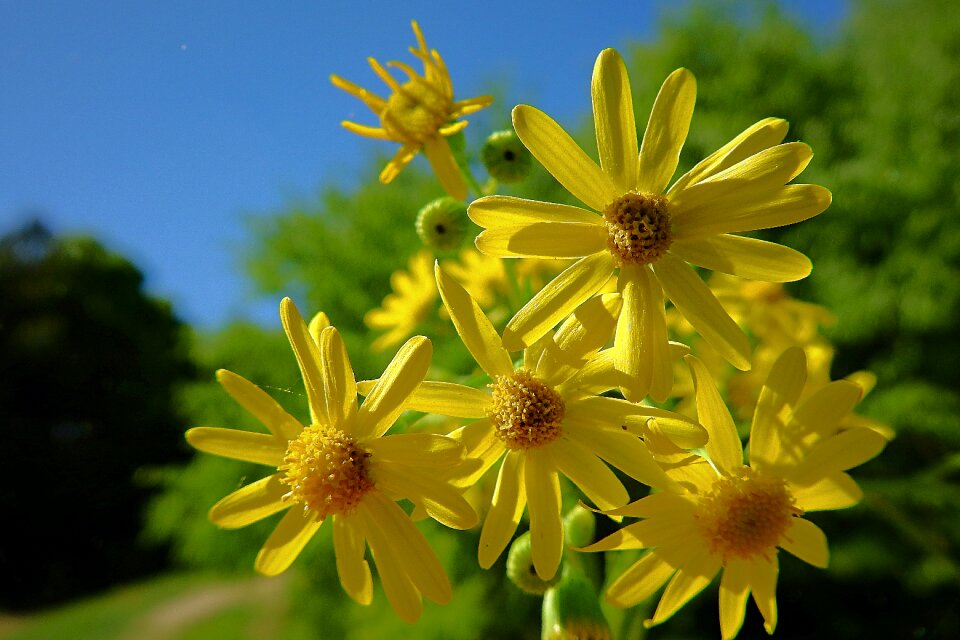 Flowers spring beauty