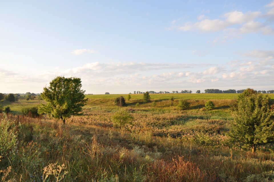 Tree grass Free photos