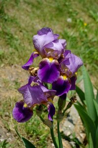 Iris color flower