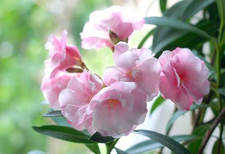Nature pink flowers closeup photo