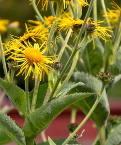 Medicinal plant natural botany