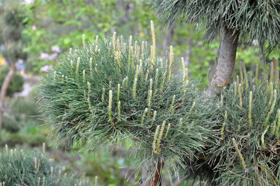 Christmas tree garden pine