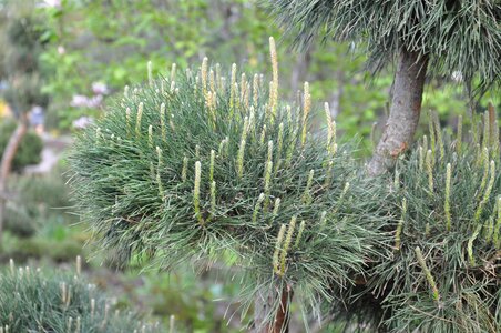 Christmas tree garden pine photo