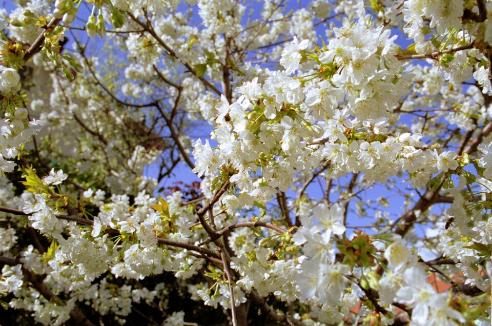 Flowers cherries