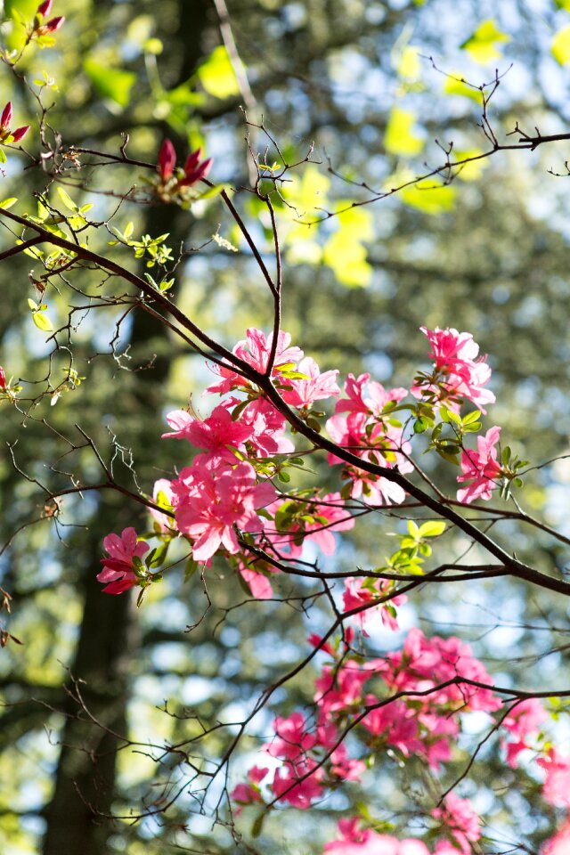 Spring nature tree