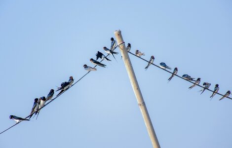 Morebirds littlebirds