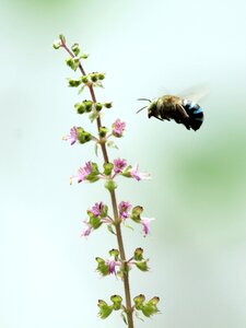 Nature green insect photo