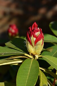 Garden nature petals