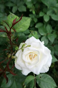 Nature flower white