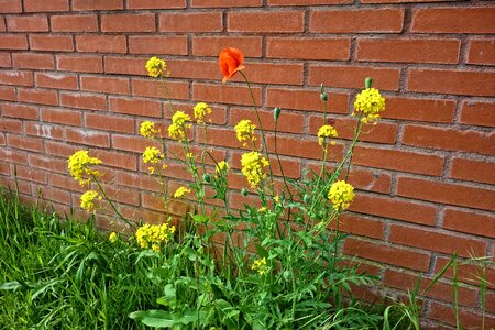 Blooming wild flowers brick wall photo