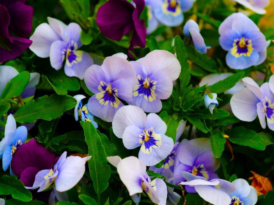 Garden flower thought thoughts purple