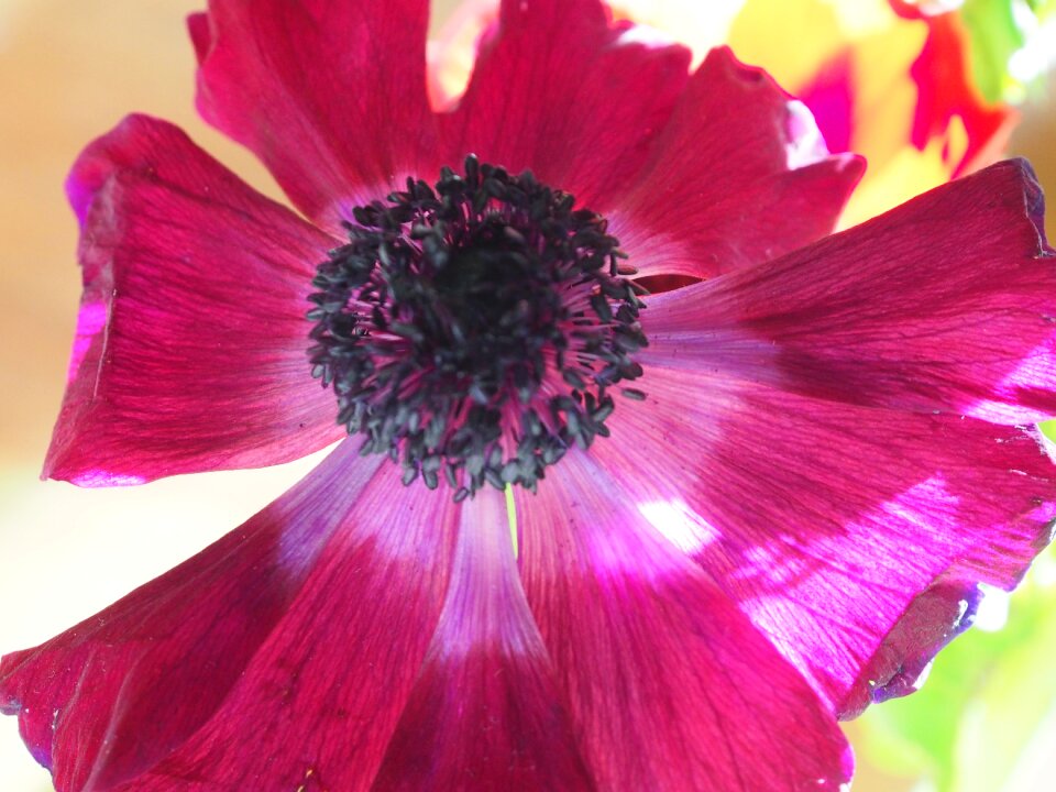 Flowers light flowering