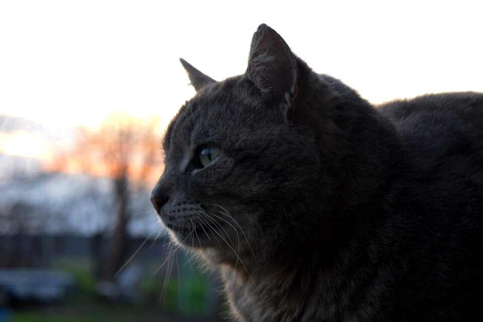 Animals cute muzzle cat