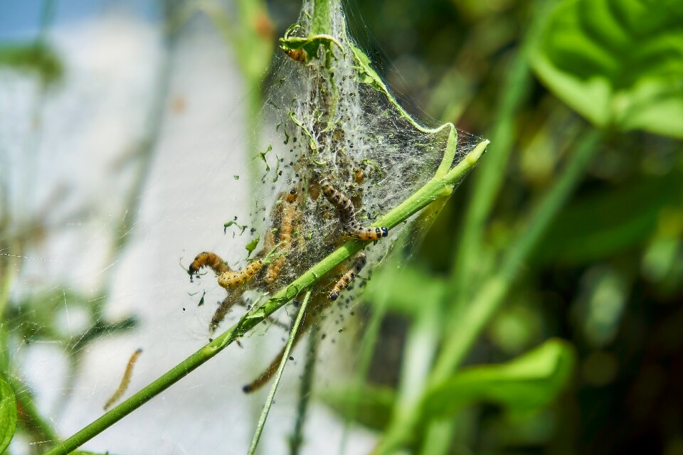 Web harmless may