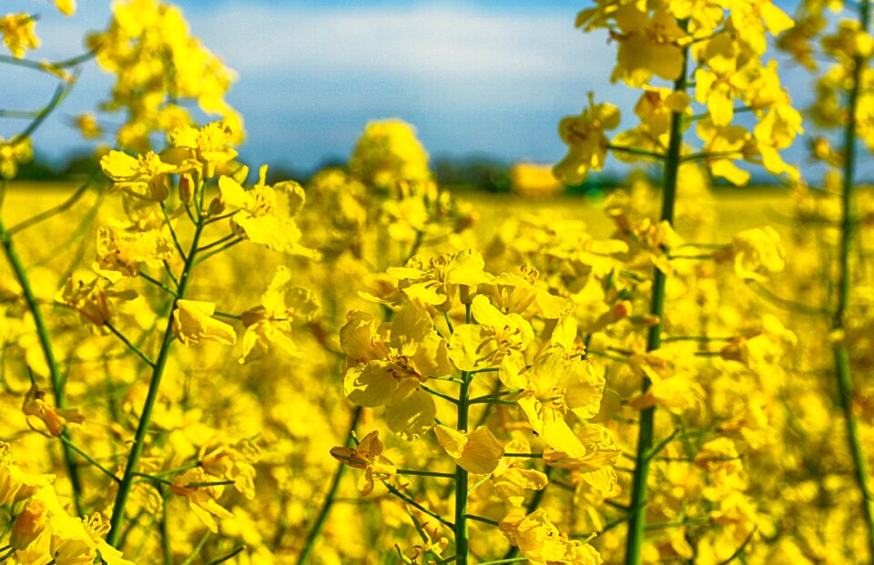 Arable farming agriculture landscape