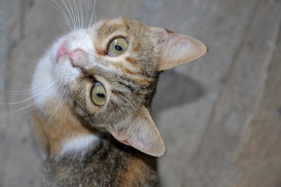 Cat looking up Free photos