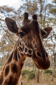 Wildlife mammal safari