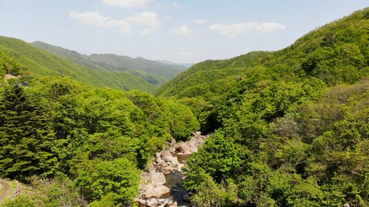 Mountain spring forest