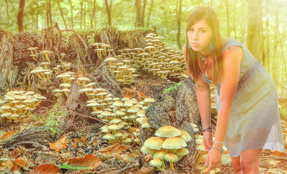 Nature forest collected