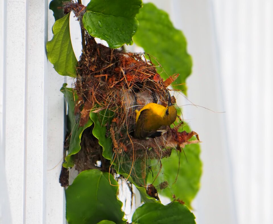Sunbird natural animal