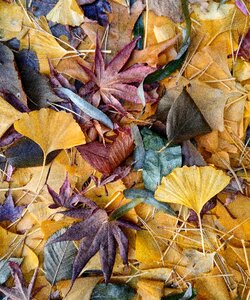 Japanese maple leaves