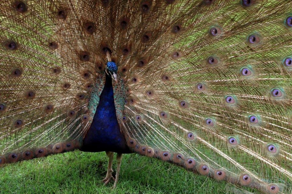 Tail peafowl colorful
