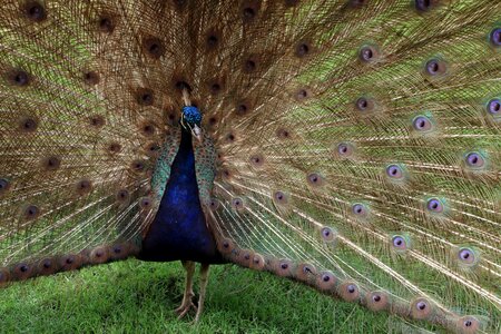 Tail peafowl colorful