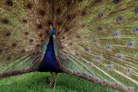 Tail peafowl colorful photo