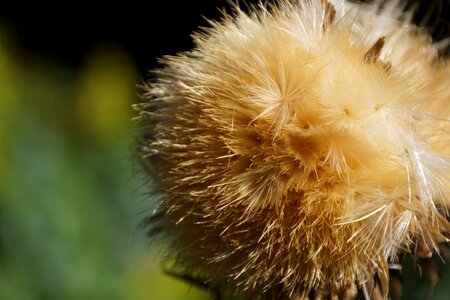 Seed head photo