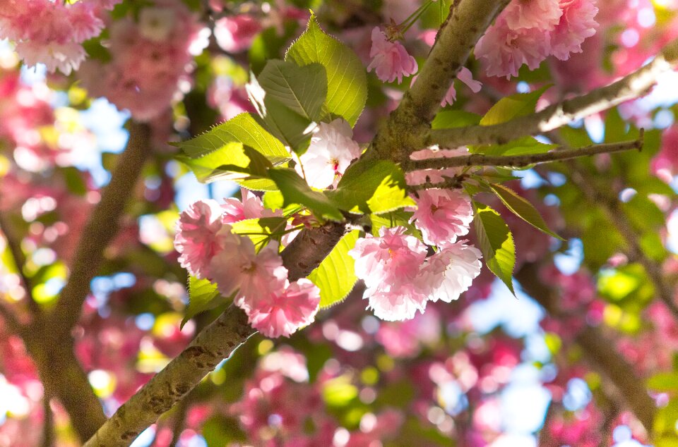 Flowering tree spring plant photo