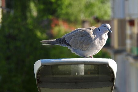 Nature animals beak