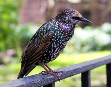 Colorful bird central park photo