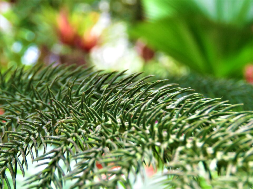 Summer growth outdoors