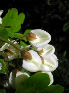 Blooming tree a branch white flowers