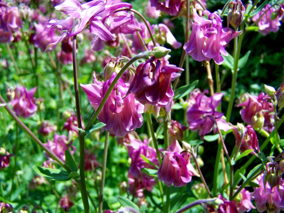 Belfry flower garden Free photos