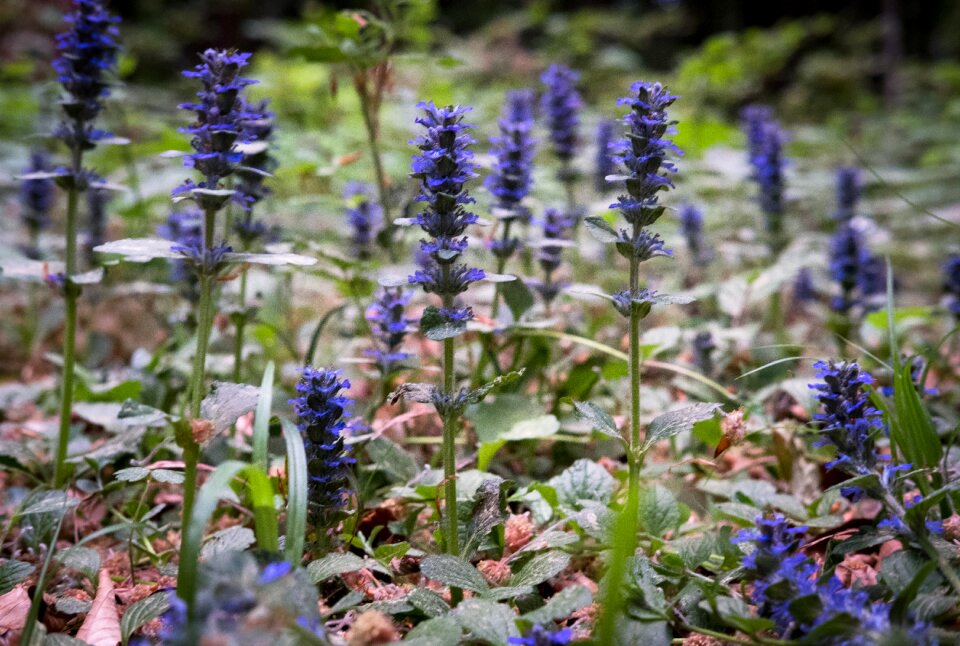 Purple spring nature
