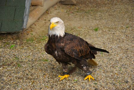 Bird eagle zoo photo