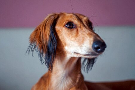 Breed dog hound photo