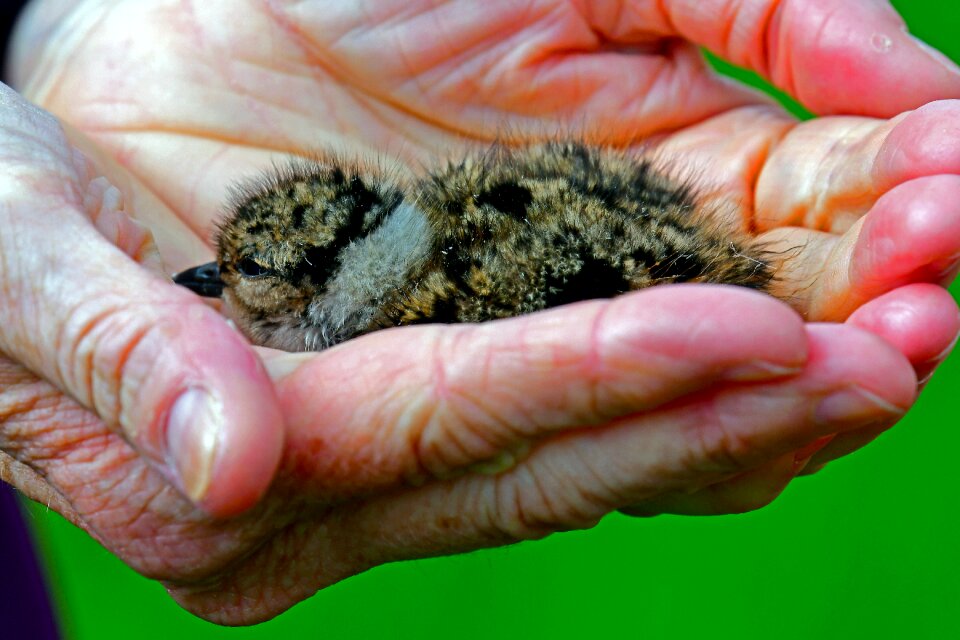 Vanellus vanellus lapwing chicks limicoline