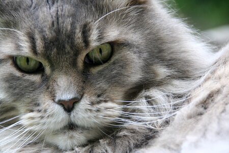 Cat face cat's eyes cat portrait photo