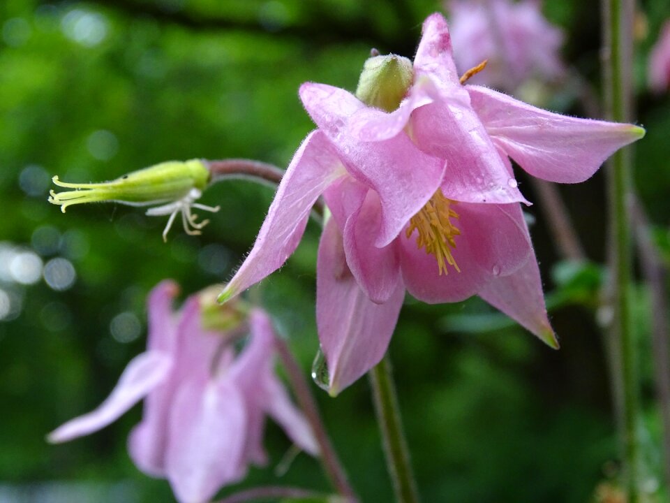 Common akelei flower garden aquilegia vulgaris