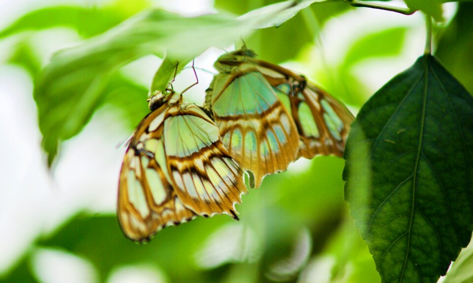 Butterfly bug nature