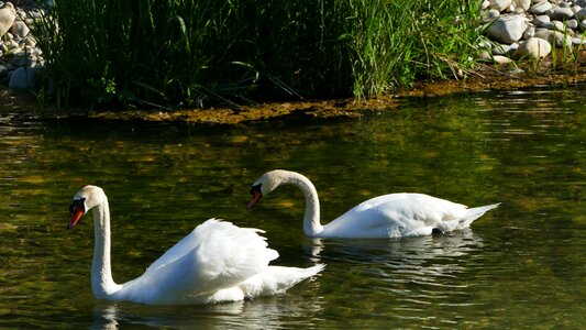 Landscape river swans