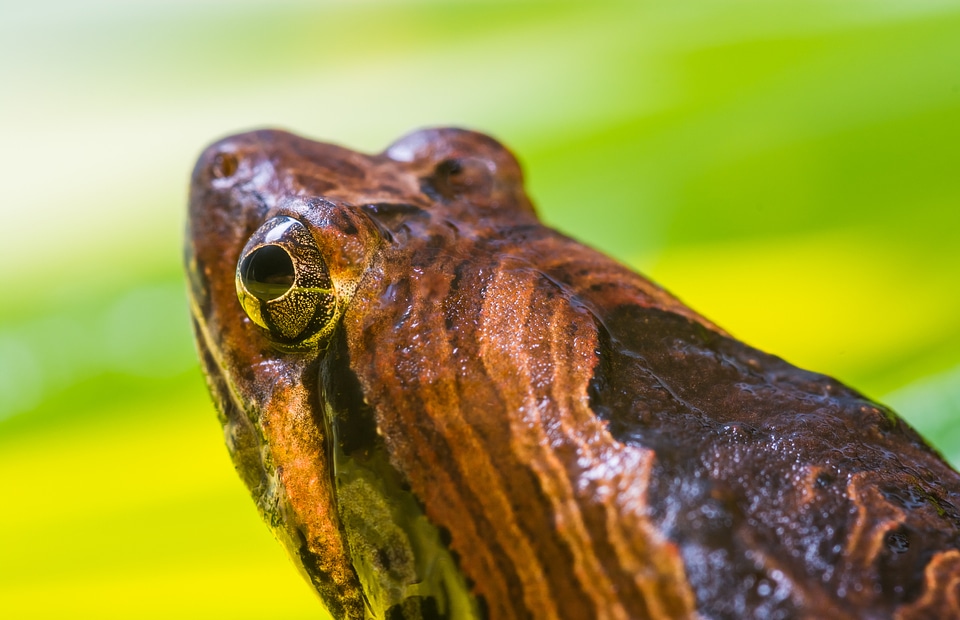 Anuran frog amphibians