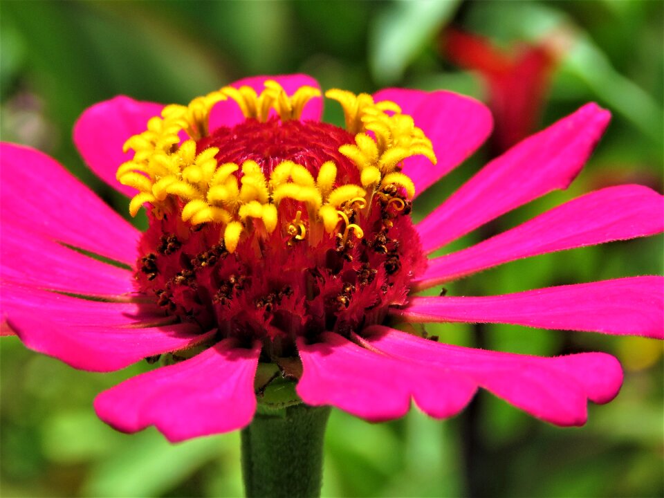 Beautiful color garden