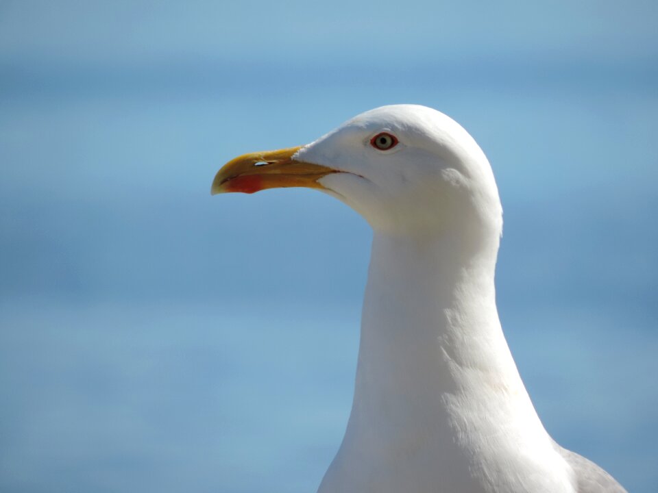 Animal seagull Free photos