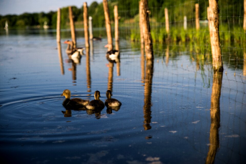 Max-eyth-lake water bird water
