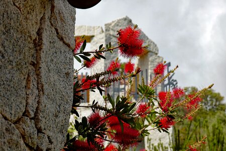 Red flower plant