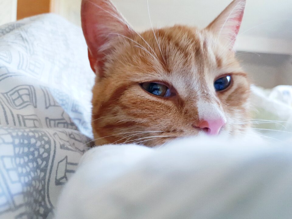Morning animal bed