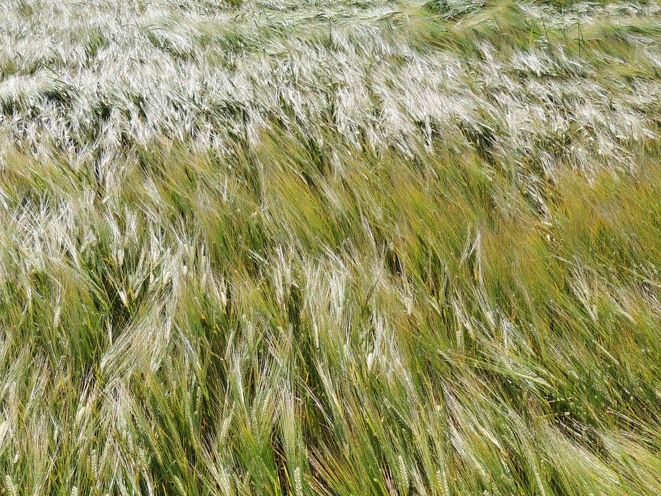 Nature wind field